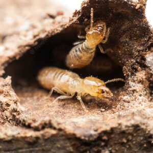 termite_1